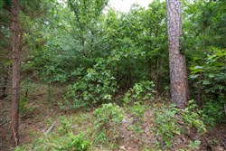 property photo for Eagles Nest Ranch Tract 64, 8.18 acres for sale in Pushmataha County, Oklahoma