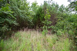 property photo for Eagles Nest Ranch Tract 64, 8.18 acres for sale in Pushmataha County, Oklahoma