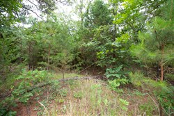 property photo for Eagles Nest Ranch Tract 64, 8.18 acres for sale in Pushmataha County, Oklahoma