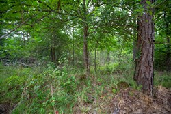 Eagles Nest Ranch Tract 65