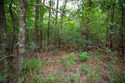 Eagles Nest Ranch Tract 65