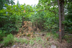 property photo for Eagles Nest Ranch Tract 66, 8.78 acres for sale in Pushmataha County, Oklahoma