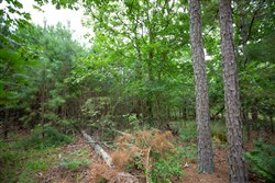 property photo for Eagles Nest Ranch Tract 66, 8.78 acres for sale in Pushmataha County, Oklahoma