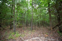 property photo for Eagles Nest Ranch Tract 67, 14.63 acres for sale in Pushmataha County, Oklahoma