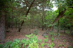 property photo for Eagles Nest Ranch Tract 67, 14.63 acres for sale in Pushmataha County, Oklahoma