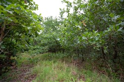 property photo for Eagles Nest Ranch Tract 68, 33.25 acres for sale in Pushmataha County, Oklahoma