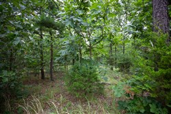 property photo for Eagles Nest Ranch Tract 68, 33.25 acres for sale in Pushmataha County, Oklahoma
