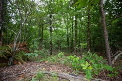 property photo for Eagles Nest Ranch Tract 68, 33.25 acres for sale in Pushmataha County, Oklahoma