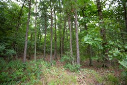 property photo for Eagles Nest Ranch Tract 69, 30.67 acres for sale in Pushmataha County, Oklahoma