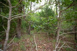 property photo for Eagles Nest Ranch Tract 69, 30.67 acres for sale in Pushmataha County, Oklahoma