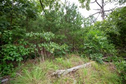 property photo for Eagles Nest Ranch Tract 69, 30.67 acres for sale in Pushmataha County, Oklahoma
