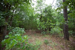 property photo for Eagles Nest Ranch Tract 70, 8.29 acres for sale in Pushmataha County, Oklahoma