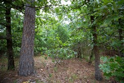 property photo for Eagles Nest Ranch Tract 70, 8.29 acres for sale in Pushmataha County, Oklahoma