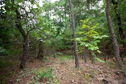 property photo for Eagles Nest Ranch Tract 70, 8.29 acres for sale in Pushmataha County, Oklahoma