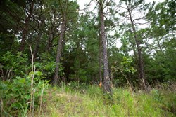 property photo for Eagles Nest Ranch Tract 70, 8.29 acres for sale in Pushmataha County, Oklahoma