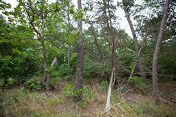 property photo for Eagles Nest Ranch Tract 71, 6.01 acres for sale in Pushmataha County, Oklahoma