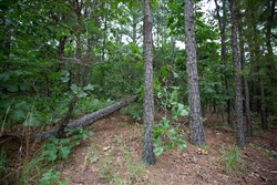 property photo for Eagles Nest Ranch Tract 72, 5.89 acres for sale in Pushmataha County, Oklahoma