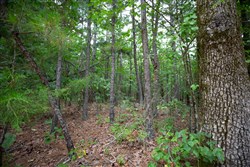 property photo for Eagles Nest Ranch Tract 72, 5.89 acres for sale in Pushmataha County, Oklahoma