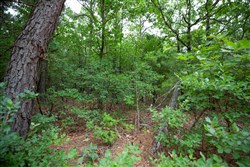 property photo for Eagles Nest Ranch Tract 72, 5.89 acres for sale in Pushmataha County, Oklahoma