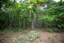 property photo for Eagles Nest Ranch Tract 73, 5.38 acres for sale in Pushmataha County, Oklahoma