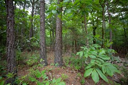 property photo for Eagles Nest Ranch Tract 73, 5.38 acres for sale in Pushmataha County, Oklahoma