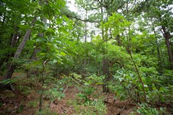 property photo for Eagles Nest Ranch Tract 73, 5.38 acres for sale in Pushmataha County, Oklahoma