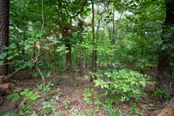 property photo for Eagles Nest Ranch Tract 74, 13.87 acres for sale in Pushmataha County, Oklahoma