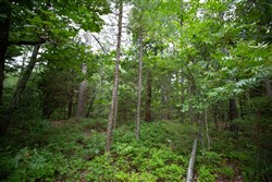 property photo for Eagles Nest Ranch Tract 74, 13.87 acres for sale in Pushmataha County, Oklahoma