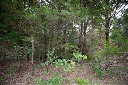 property photo for Eagles Nest Ranch Tract 78, 6.54 acres for sale in Pushmataha County, Oklahoma