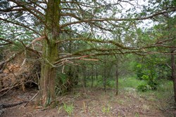 property photo for Eagles Nest Ranch Tract 78, 6.54 acres for sale in Pushmataha County, Oklahoma