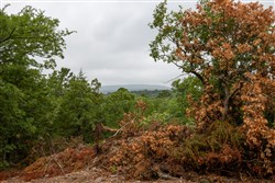 property photo for Eagles Nest Ranch Tract 79, 6.68 acres for sale in Pushmataha County, Oklahoma