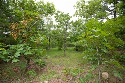 property photo for Eagles Nest Ranch Tract 79, 6.68 acres for sale in Pushmataha County, Oklahoma