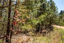 property photo for Eagles Nest Ranch Tract 8, 4.98 acres for sale in Pushmataha County, Oklahoma