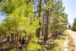 property photo for Eagles Nest Ranch Tract 8, 4.98 acres for sale in Pushmataha County, Oklahoma