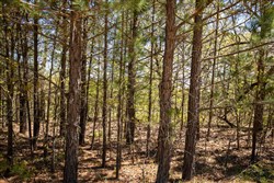 property photo for Eagles Nest Ranch Tract 8, 4.98 acres for sale in Pushmataha County, Oklahoma