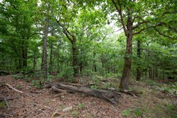 property photo for Eagles Nest Ranch Tract 80, 6.59 acres for sale in Pushmataha County, Oklahoma