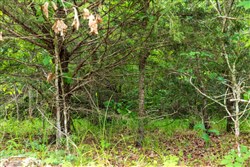 Falcon Crest Tract 10