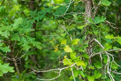 Falcon Crest Tract 10