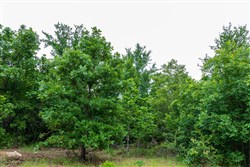 property photo for Falcon Crest Tract 11, 5.5 acres for sale in Pushmataha County, Oklahoma