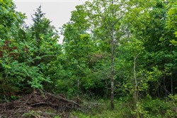 property photo for Falcon Crest Tract 11, 5.5 acres for sale in Pushmataha County, Oklahoma