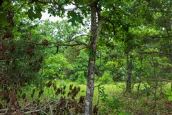 Falcon Crest Tract 16