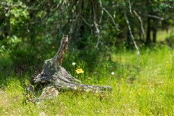 Falcon Crest Tract 25