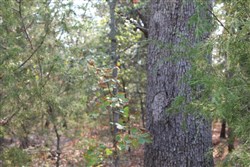 Lake View Ranch Tract 13