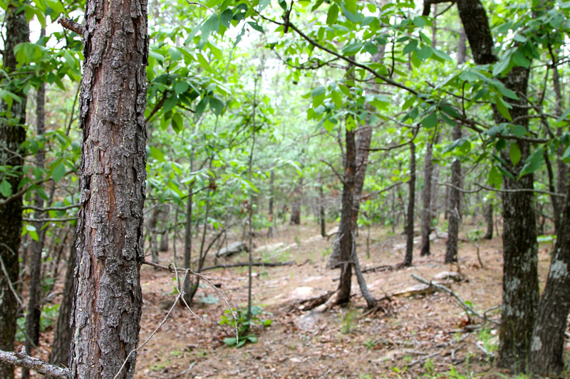 Tract 100 at Trophy Ridge Phase II in Pushmataha County, Oklahoma