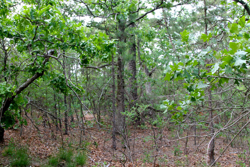 Tract 58 at Trophy Ridge Phase II in Pushmataha County, Oklahoma