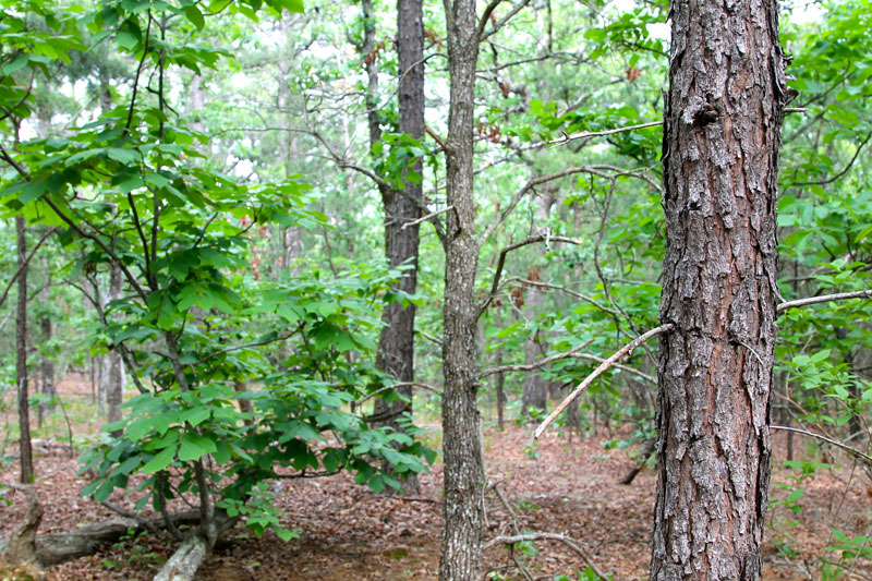 Tract 59 at Trophy Ridge Phase II in Pushmataha County, Oklahoma