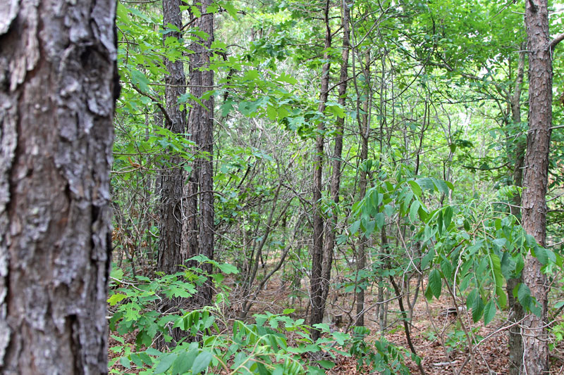 Tract 60 at Trophy Ridge Phase II in Pushmataha County, Oklahoma