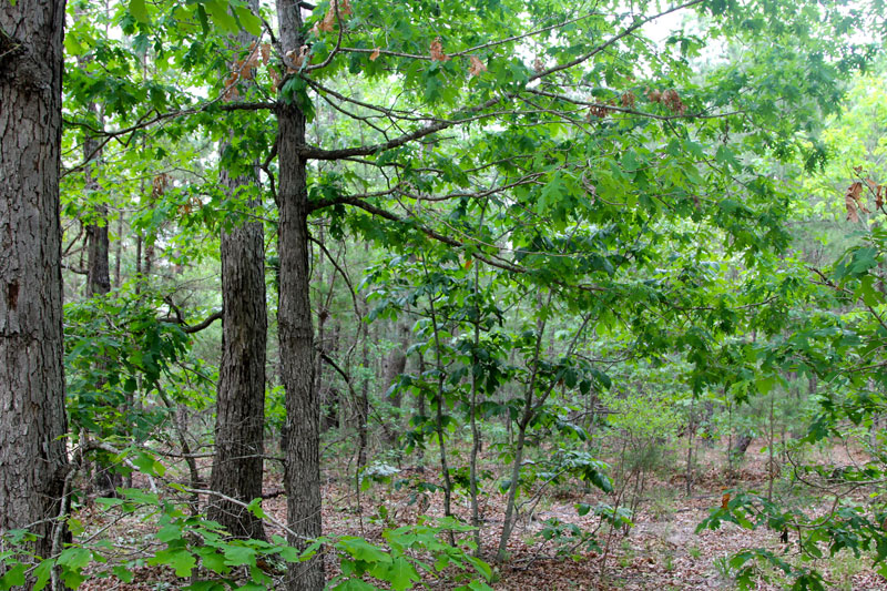 Tract 64 at Trophy Ridge Phase II in Pushmataha County, Oklahoma