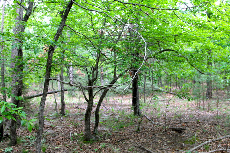 Tract 65 at Trophy Ridge Phase II in Pushmataha County, Oklahoma