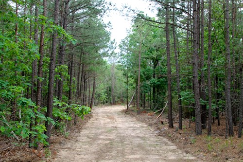 Trophy Ridge Phase II Tract 75